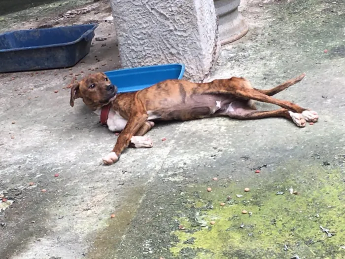 Cachorro ra a Pitbull com Fila idade 7 a 11 meses nome Thor