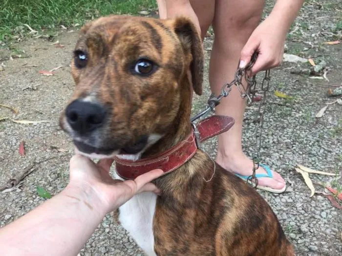 Cachorro ra a Pitbull com Fila idade 7 a 11 meses nome Thor