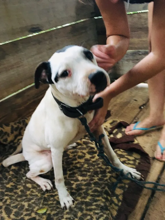 Cachorro ra a Pitbull com Fila idade 6 ou mais anos nome Mel