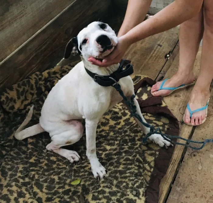Cachorro ra a Pitbull com Fila idade 6 ou mais anos nome Mel