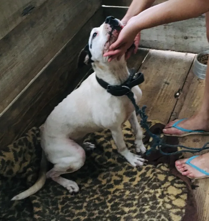 Cachorro ra a Pitbull com Fila idade 6 ou mais anos nome Mel