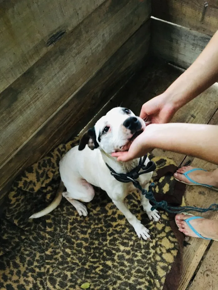 Cachorro ra a Pitbull com Fila idade 6 ou mais anos nome Mel
