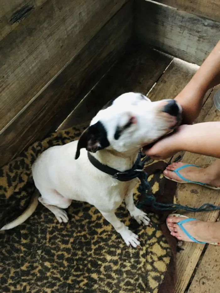 Cachorro ra a Pitbull com Fila idade 6 ou mais anos nome Mel