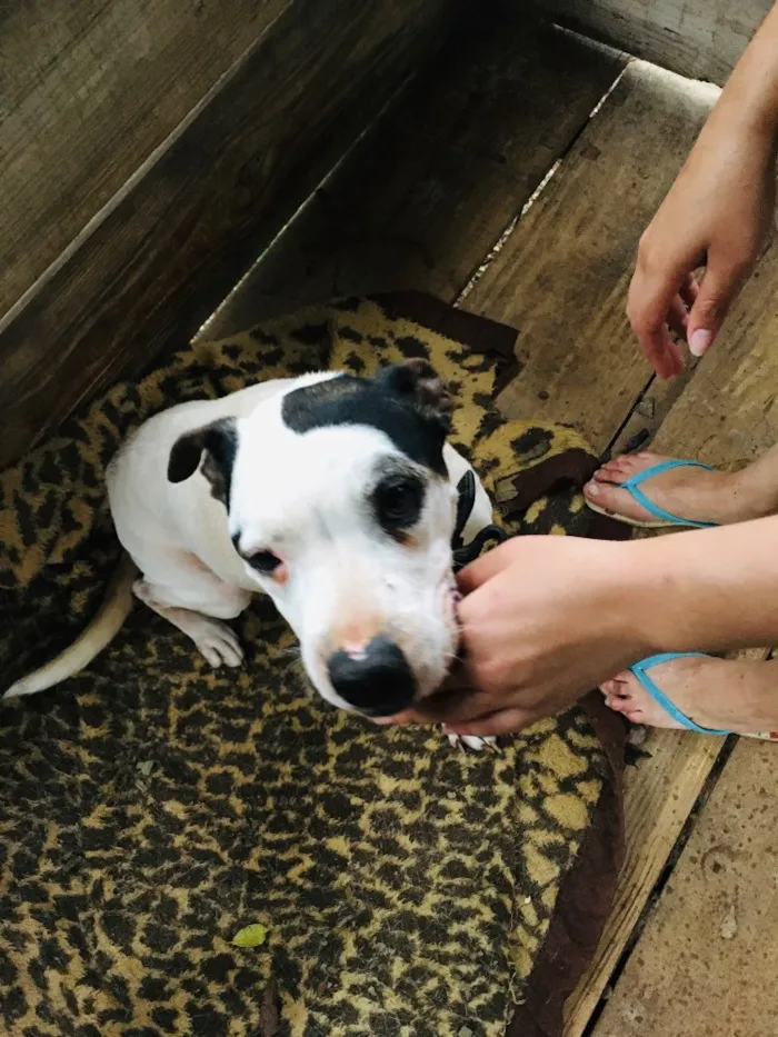 Cachorro ra a Pitbull com Fila idade 6 ou mais anos nome Mel