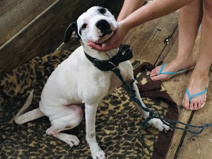 Cachorro ra a Pitbull com Fila idade 6 ou mais anos nome Mel