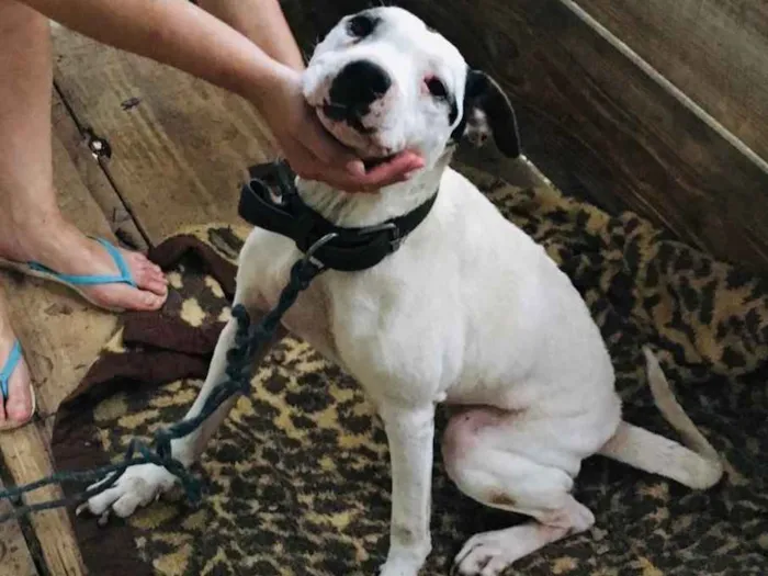 Cachorro ra a Pitbull com Fila idade 6 ou mais anos nome Mel
