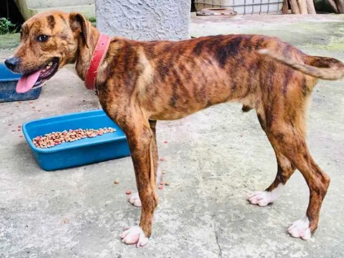 Cachorro ra a Pitbull com Fila idade 7 a 11 meses nome Thor