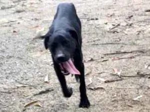 Cachorro raça Pitbull com Fila idade 7 a 11 meses nome Pretinha