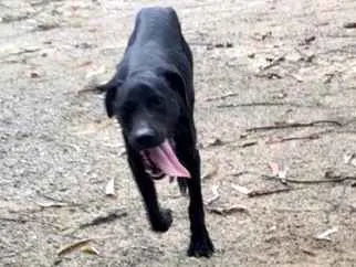 Cachorro ra a Pitbull com Fila idade 7 a 11 meses nome Pretinha