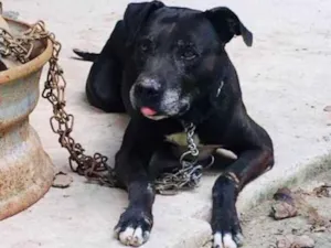Cachorro raça Pitbull  idade 6 ou mais anos nome Killer