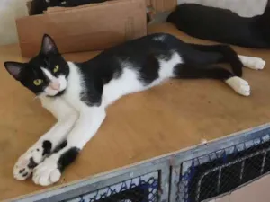 Gato raça SRD idade 7 a 11 meses nome A definir