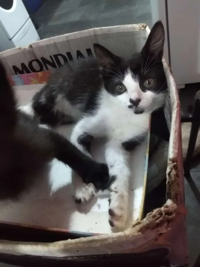 Gato ra a Indefinida  idade Abaixo de 2 meses nome Sem nomes 