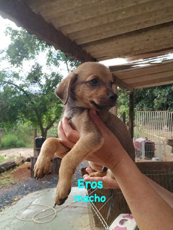 Cachorro ra a SRD idade  nome Eros