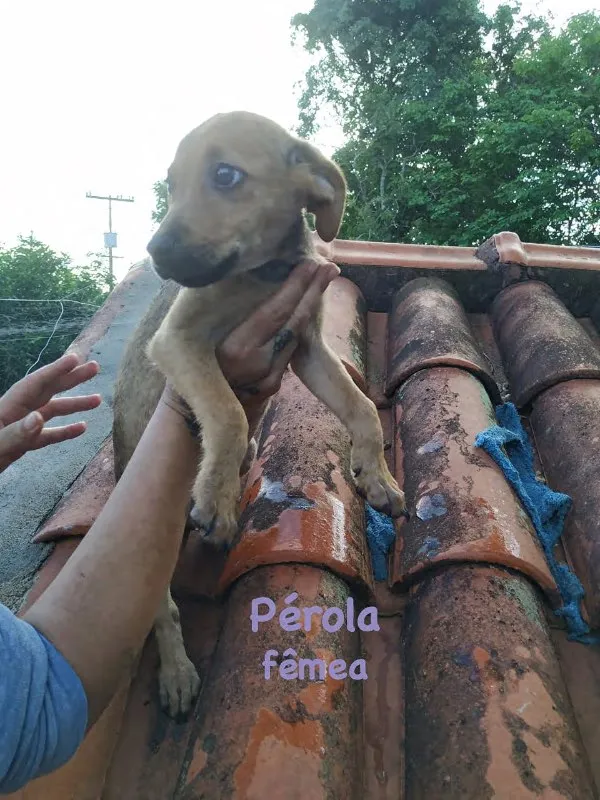 Cachorro ra a SRD idade 2 a 6 meses nome Pérola