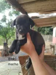 Enki