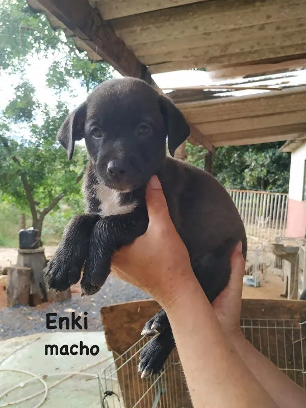 Cachorro ra a SRD idade Abaixo de 2 meses nome Enki