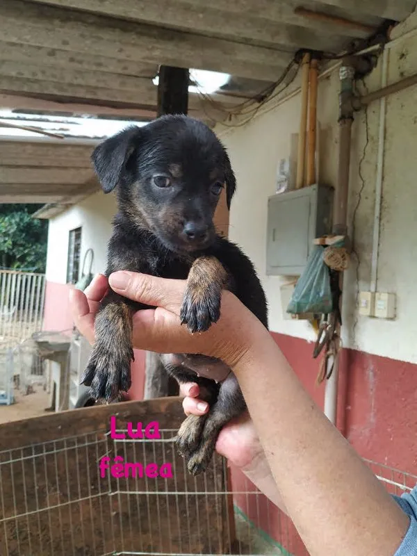Cachorro ra a SRD idade Abaixo de 2 meses nome Lua
