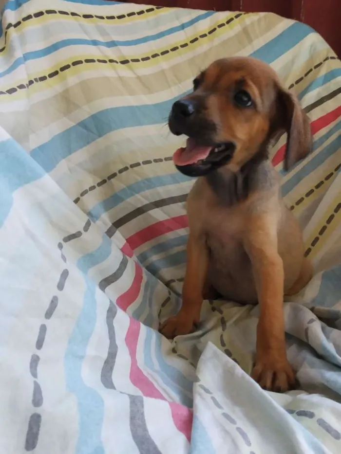Cachorro raça SRD idade 2 a 6 meses nome A definir