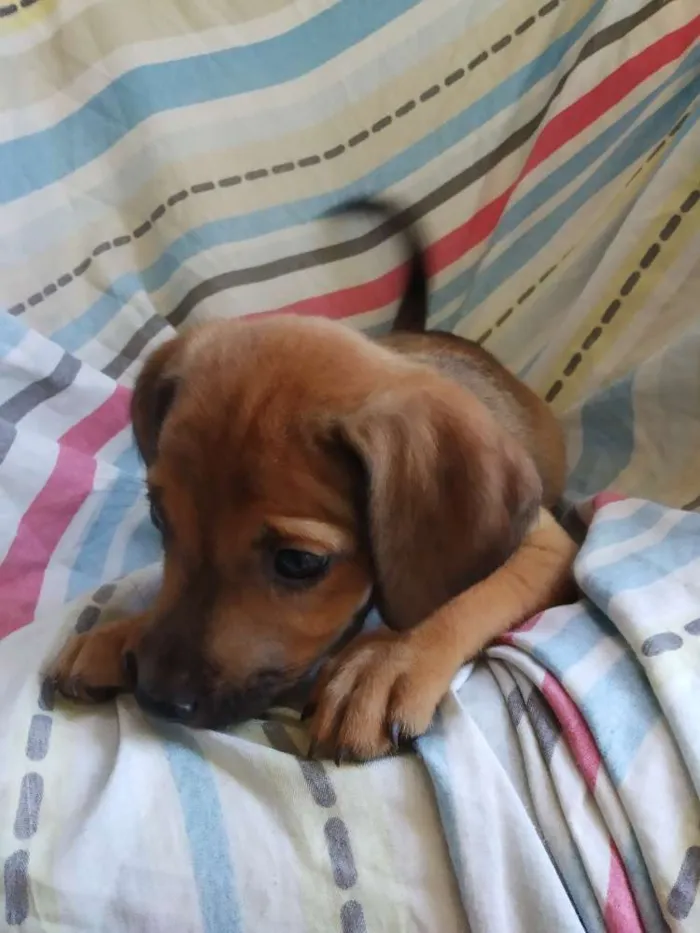 Cachorro raça SRD idade 2 a 6 meses nome A definir