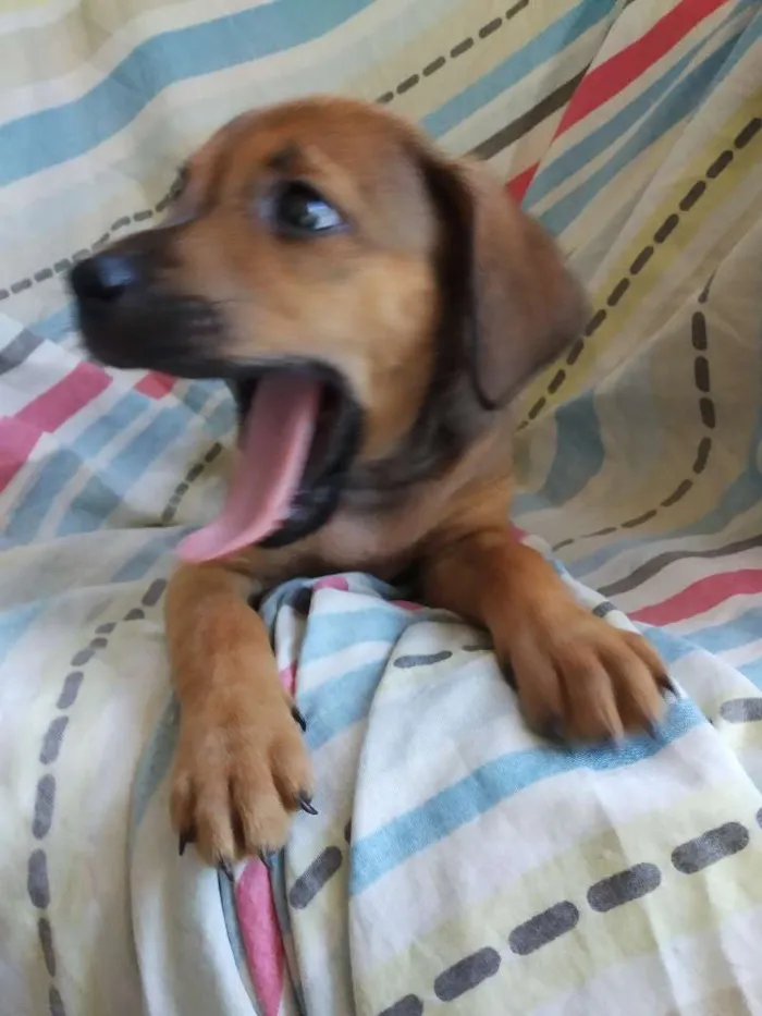 Cachorro raça SRD idade 2 a 6 meses nome A definir