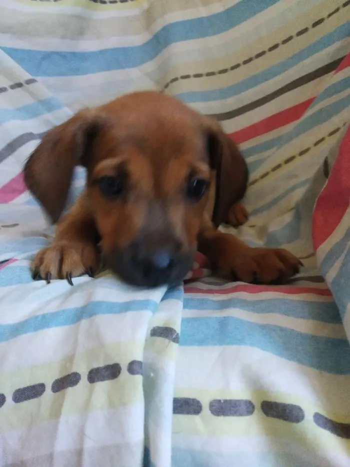 Cachorro raça SRD idade 2 a 6 meses nome A definir