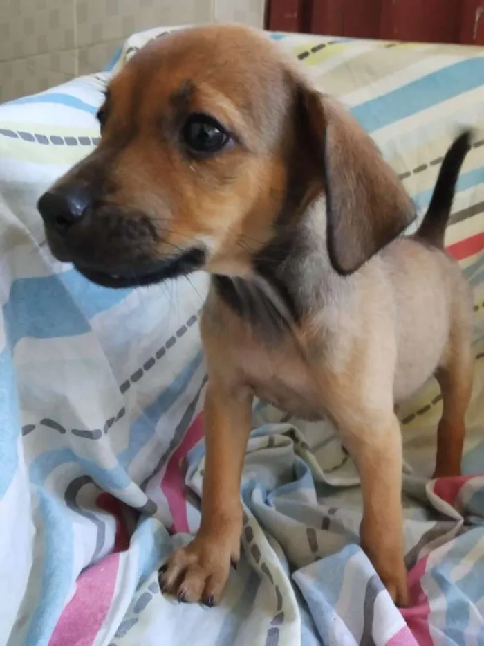 Cachorro raça SRD idade 2 a 6 meses nome Filhote