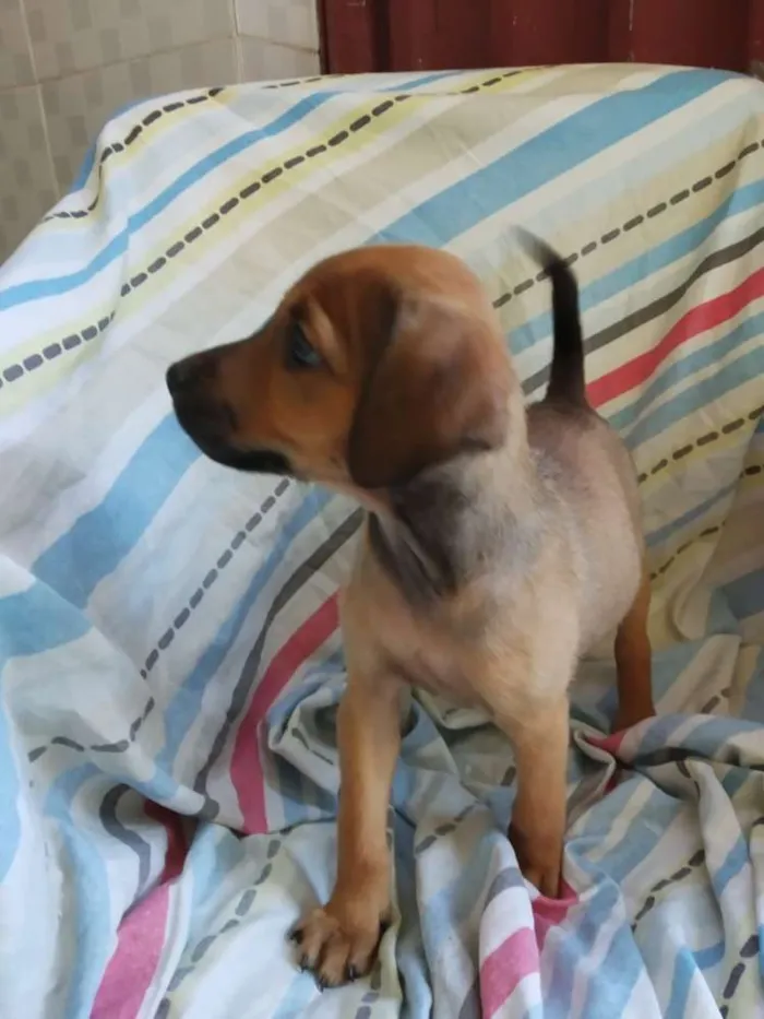 Cachorro raça SRD idade 2 a 6 meses nome Filhote