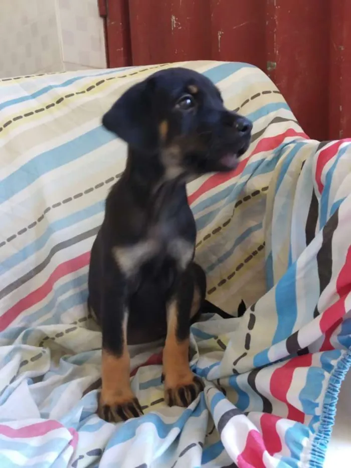Cachorro raça SRD idade 2 a 6 meses nome Filhote