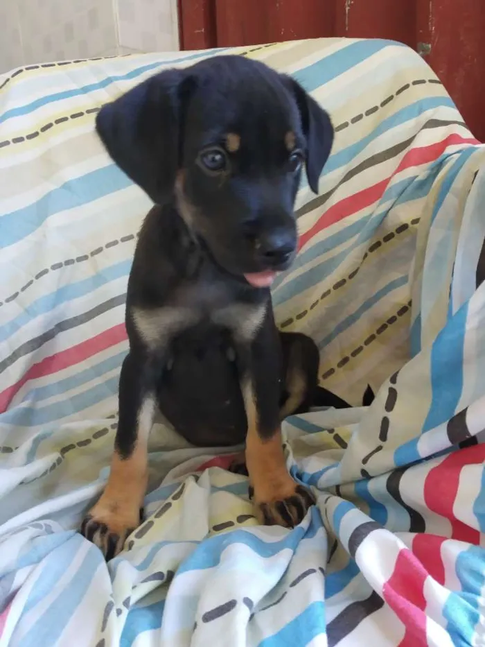 Cachorro raça SRD idade 2 a 6 meses nome A definir