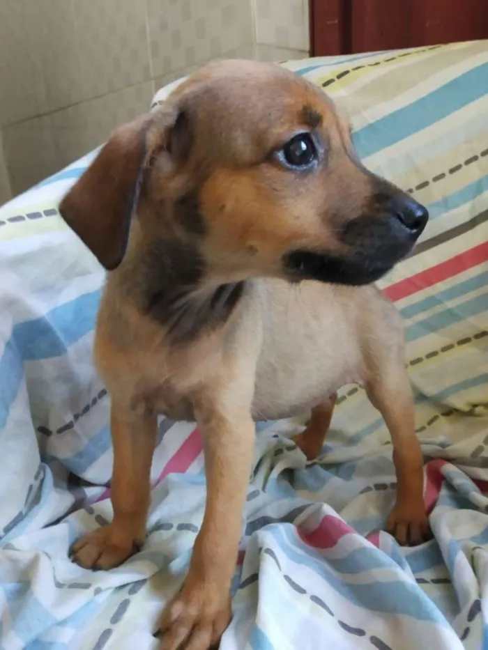 Cachorro raça SRD idade 2 a 6 meses nome Filhote