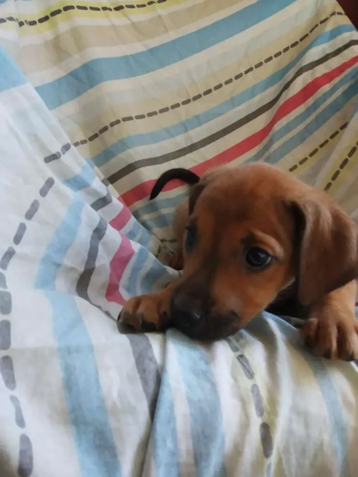 Cachorro raça SRD idade 2 a 6 meses nome Filhote