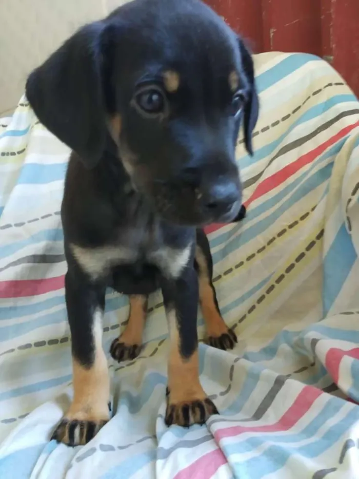 Cachorro raça SRD idade 2 a 6 meses nome Filhote