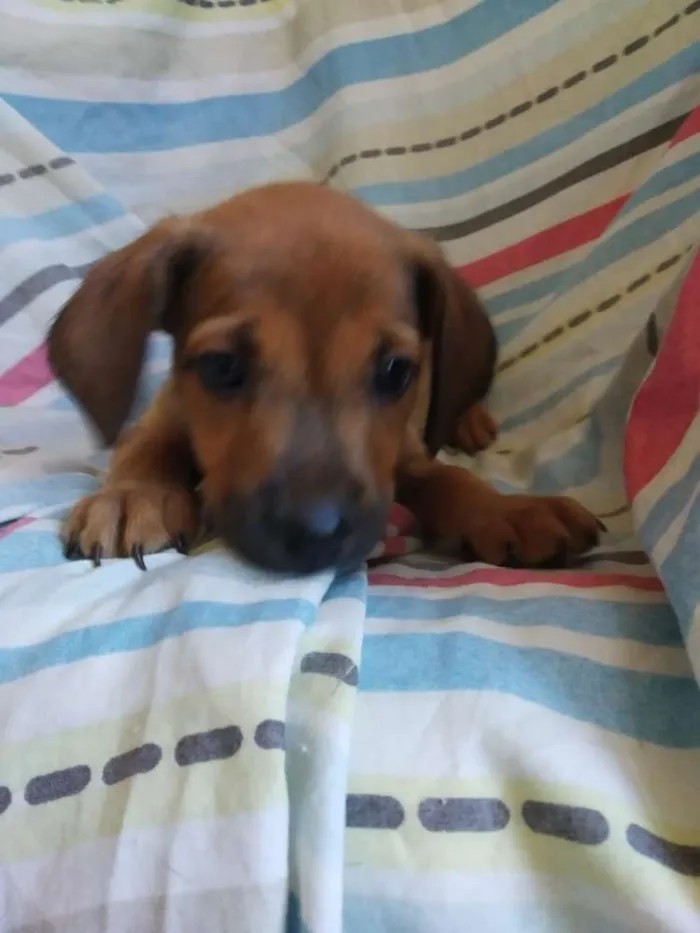Cachorro raça SRD idade 2 a 6 meses nome Filhote