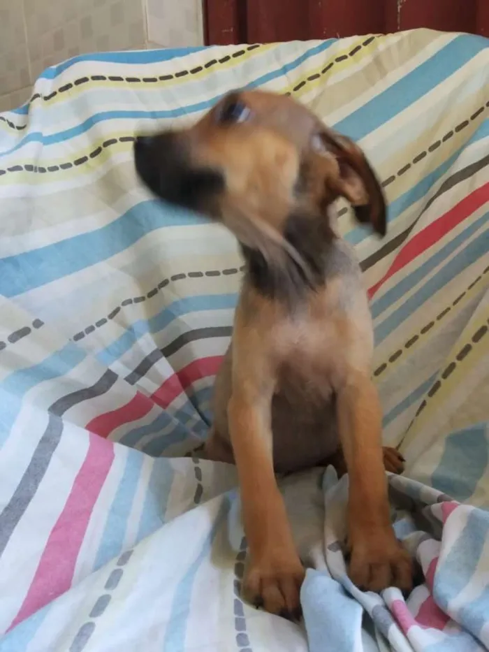 Cachorro raça SRD idade 2 a 6 meses nome Filhote