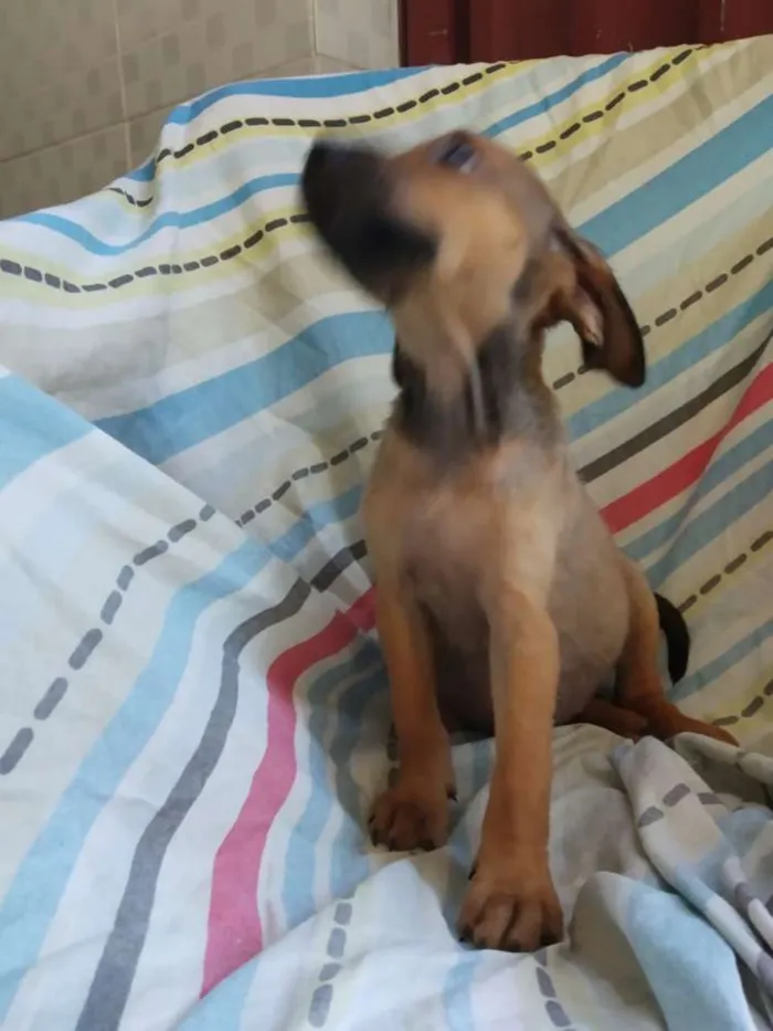 Cachorro raça SRD idade 2 a 6 meses nome Filhote