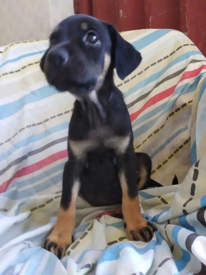 Cachorro raça SRD idade 2 a 6 meses nome Filhote