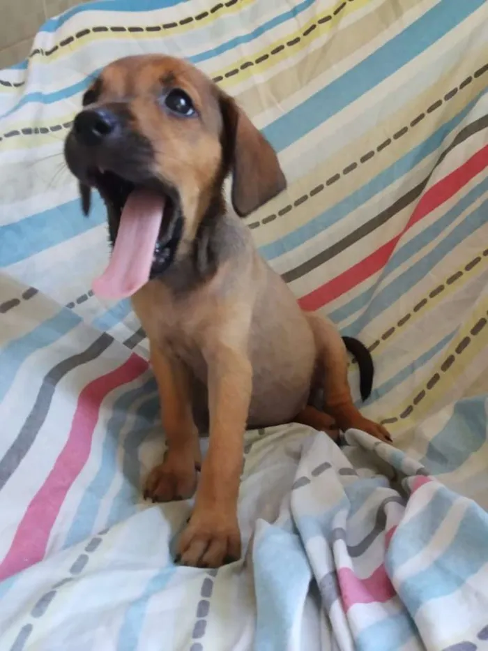 Cachorro raça SRD idade 2 a 6 meses nome Filhote