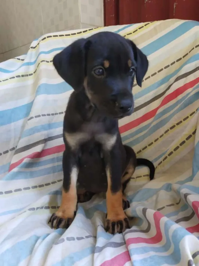Cachorro raça SRD idade 2 a 6 meses nome Filhote