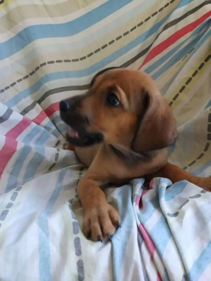 Cachorro raça SRD idade 2 a 6 meses nome Filhote