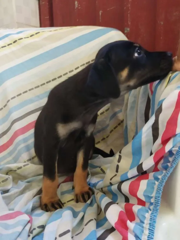 Cachorro raça SRD idade 2 a 6 meses nome Filhote