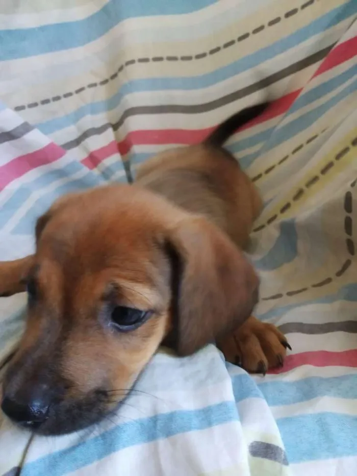 Cachorro raça SRD idade 2 a 6 meses nome Filhote