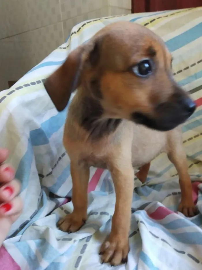 Cachorro raça SRD idade 2 a 6 meses nome Filhote