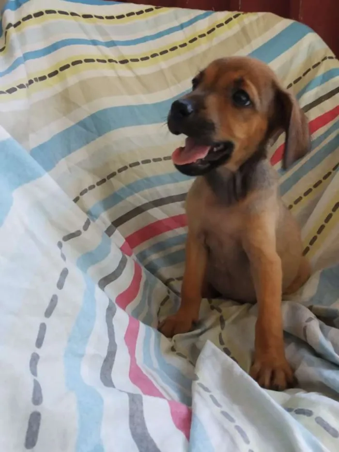Cachorro raça SRD idade 2 a 6 meses nome Filhote