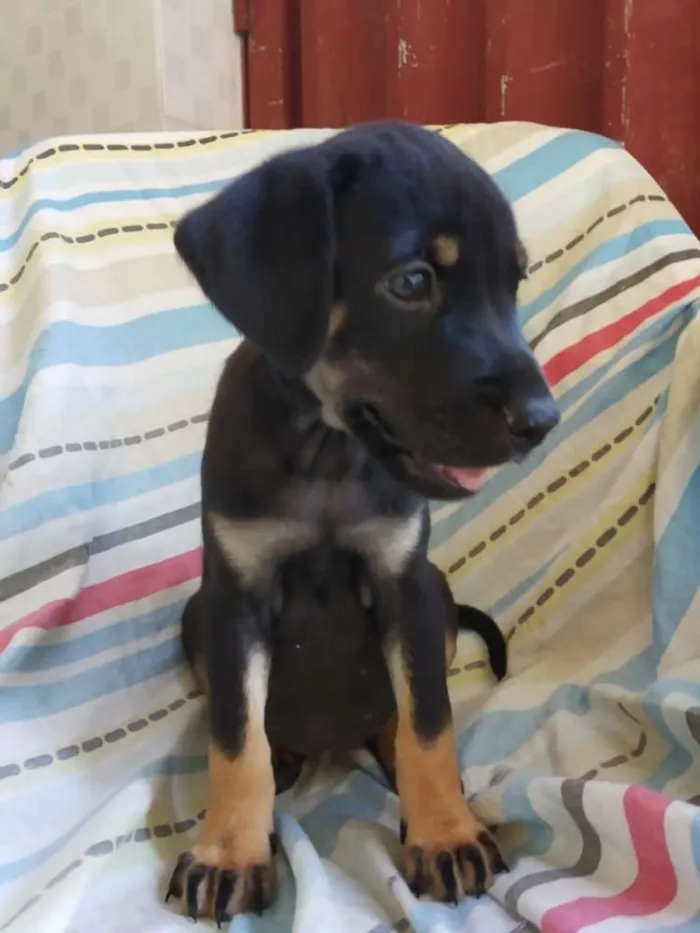 Cachorro raça SRD idade 2 a 6 meses nome Filhote