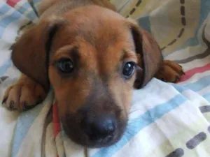 Cachorro raça SRD idade 2 a 6 meses nome Filhote