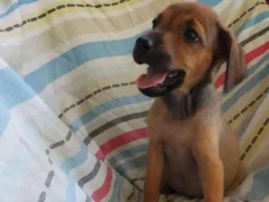 Cachorro raça SRD idade 2 a 6 meses nome A definir