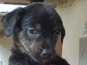 Cachorro raça SRD idade Abaixo de 2 meses nome Lua