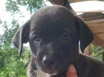 Cachorro ra a SRD idade Abaixo de 2 meses nome Enki