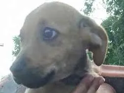 Cachorro raça SRD idade 2 a 6 meses nome Pérola