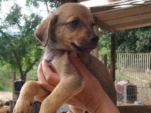 Cachorro ra a SRD idade  nome Eros